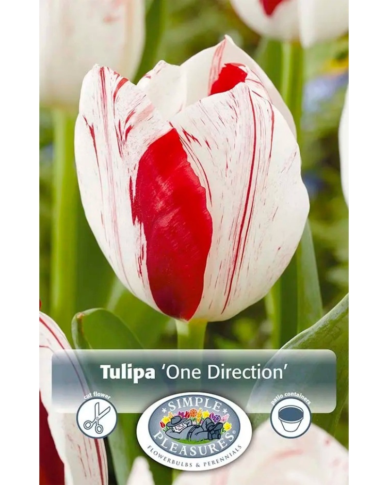 Tulip One Direction 5 bulbs/pkg