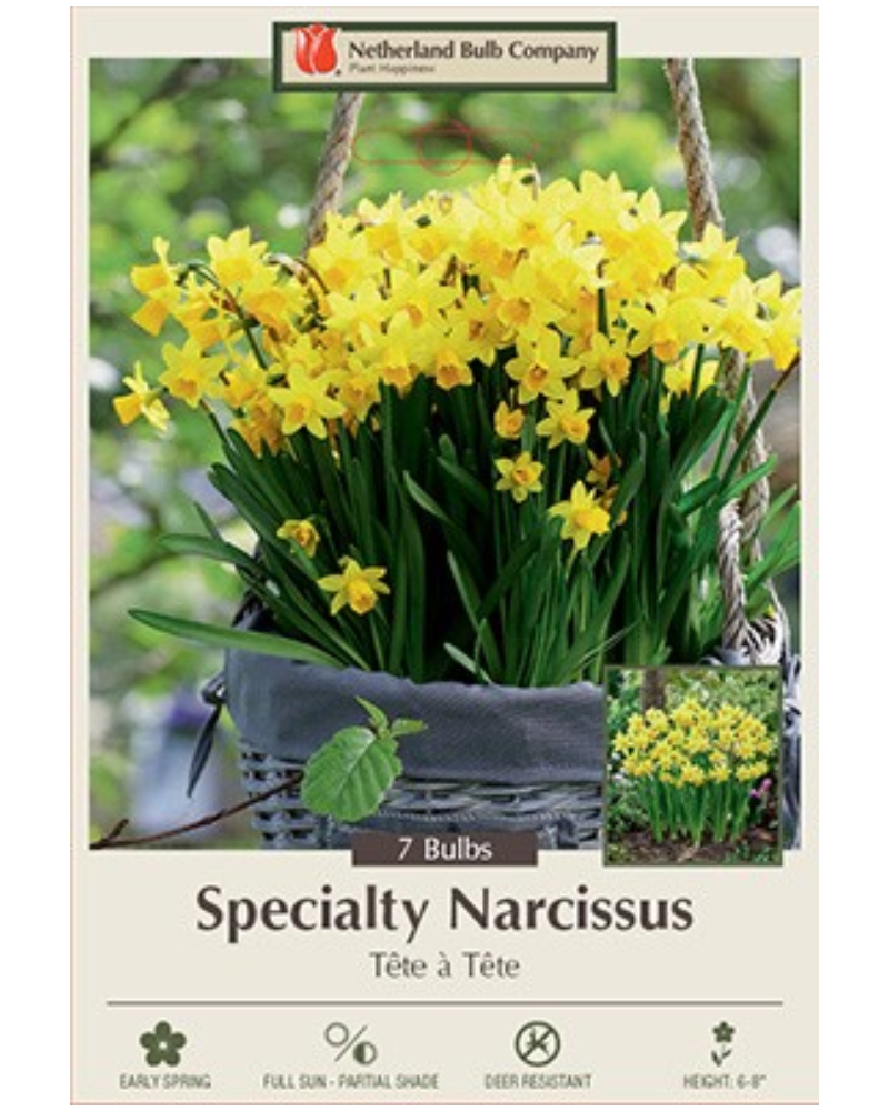 Daffodil Tete A Tete 7 bulbs/pkg