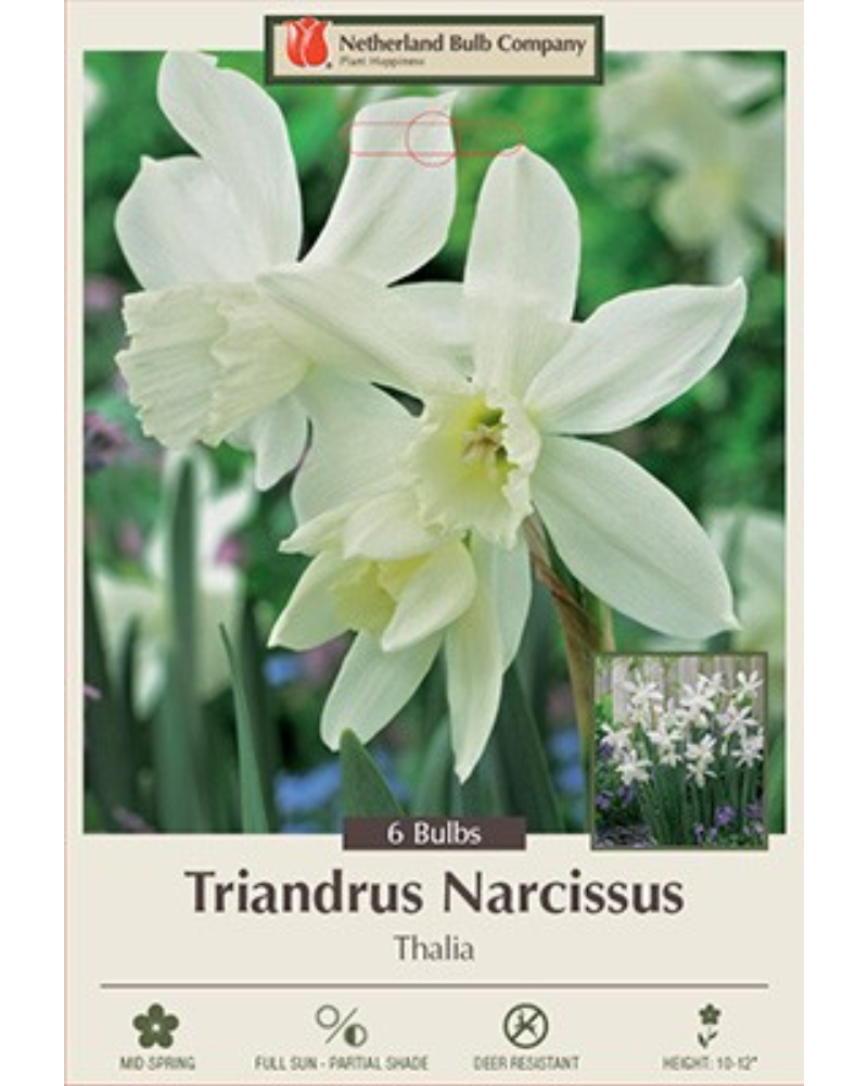 Daffodil Triandrus Thalia 7 bulbs/pkg