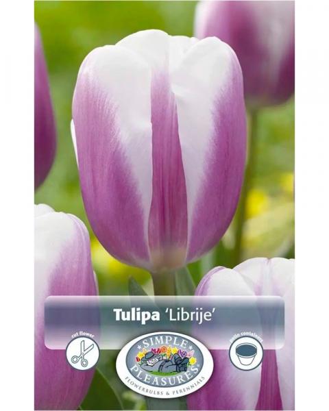 Tulip Librije 5 bulbs/pkg