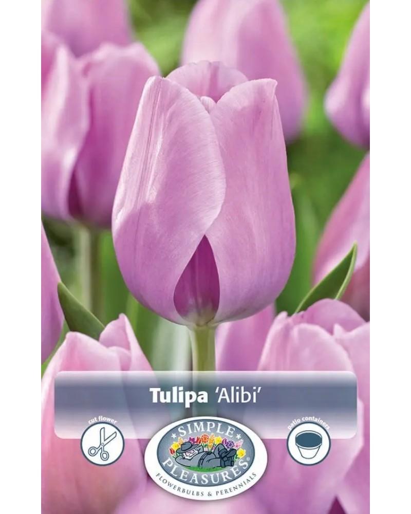 Tulip Alibi 5 bulbs/pkg