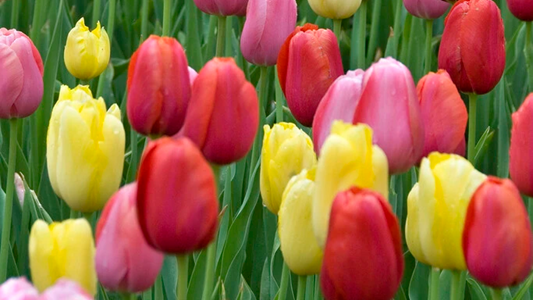 Large Bags of Bulbs