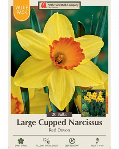 Value Pack Daffodil Red Devon 16 bulbs/pkg