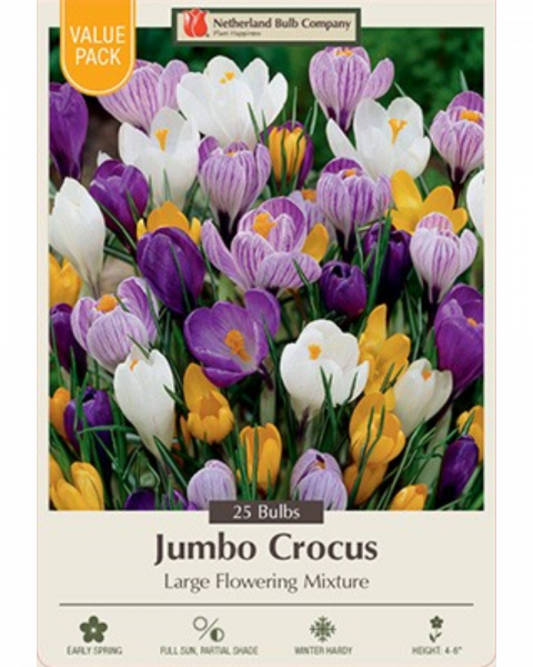 Crocus Large Flower Mix Value Pack 30 bulbs/pkg
