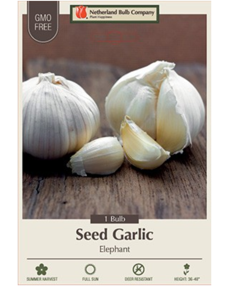 Garlic Elephant 1 bulbs/pkg