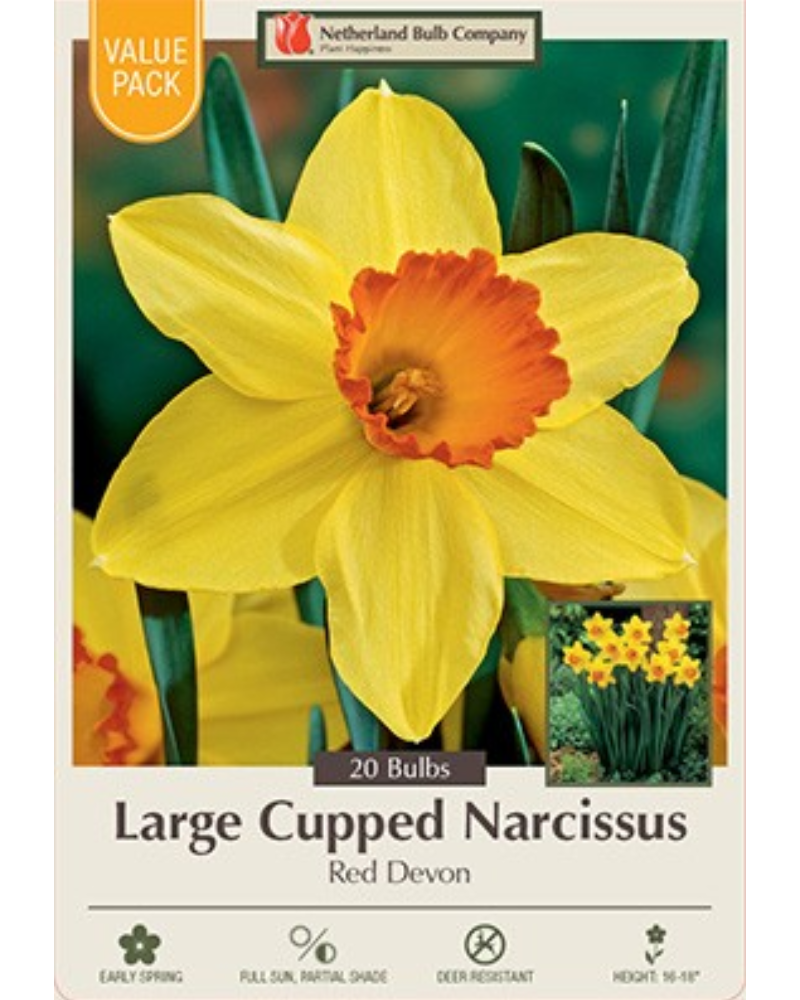 Value Pack Daffodil Red Devon 16 bulbs/pkg