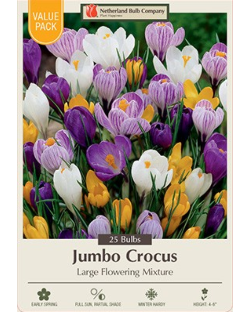 Crocus Large Flower Mix Value Pack 30 bulbs/pkg