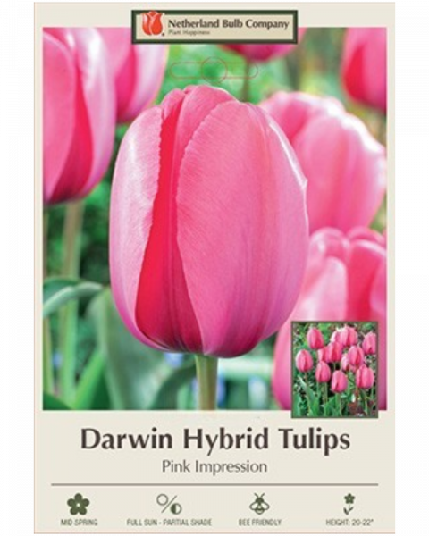 Tulip Pink Impression 7 bulbs/pkg
