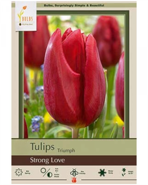 Tulip Strong Love 7 bulbs/pkg