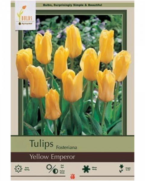 Tulip Yellow Emperor 7 bulbs/pkg