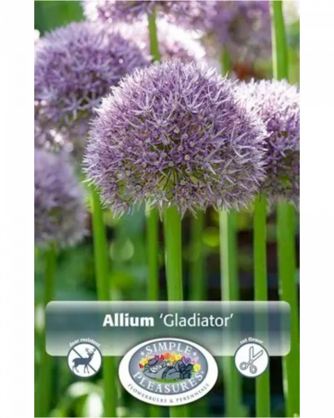 Allium Gladiator 1 bulb/pkg