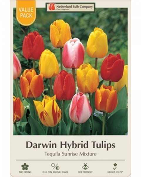 Value Pack Tulip Tequila Sunrise Mix 16 bulbs/pkg