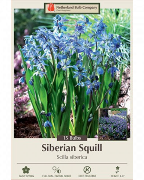 Scilla Siberian Squill 15 bulbs/pkg