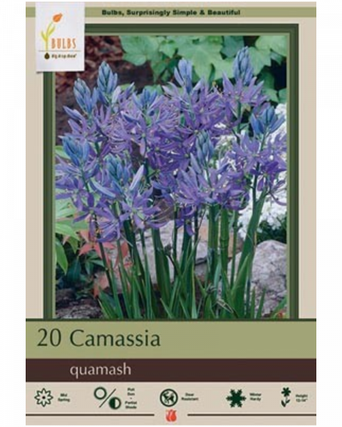 Camas Lily Quamash 20 bulbs/pkg