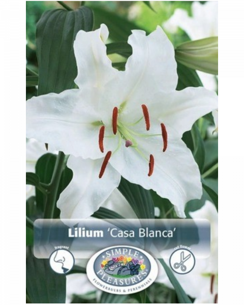 Lily Oriental Casa Blanca 2 bulbs/pkg