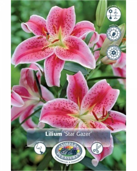 Lily Oriental Stargazer 2 bulbs/pkg