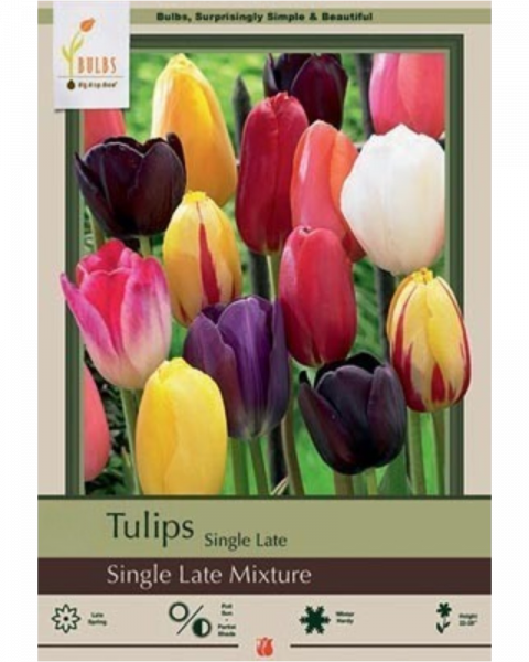 Tulip Mix 7 bulbs/pkg