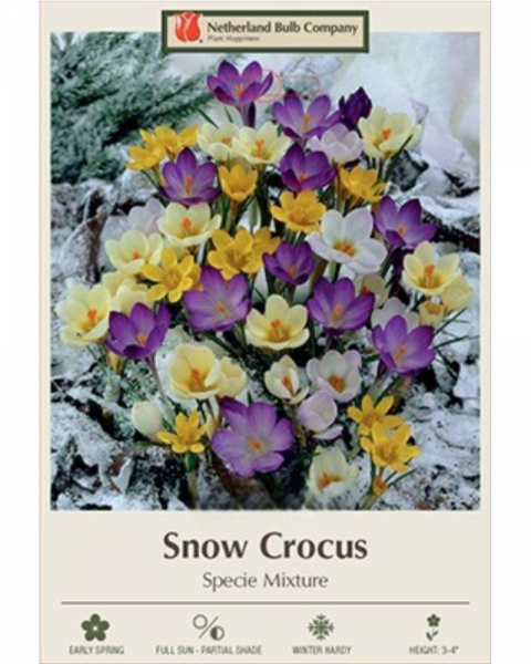 Crocus Snow Mixture 25 bulbs/pkg