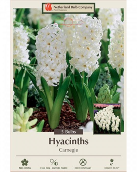 Hyacinth Carnegie 5 bulbs/pkg