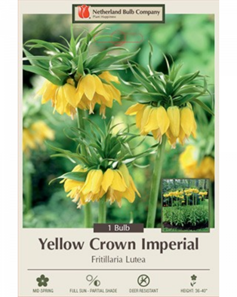 Fritillaria Yellow Crown 1 bulb/pkg