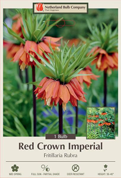 Fritillaria Red Crown 1 bulb/pkg
