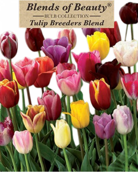 Tulip Breeders Blend 12 bulbs/pkg