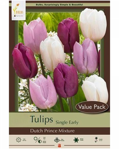 Value Pack Tulip Dutch Prince Mix 16 bulbs/pkg