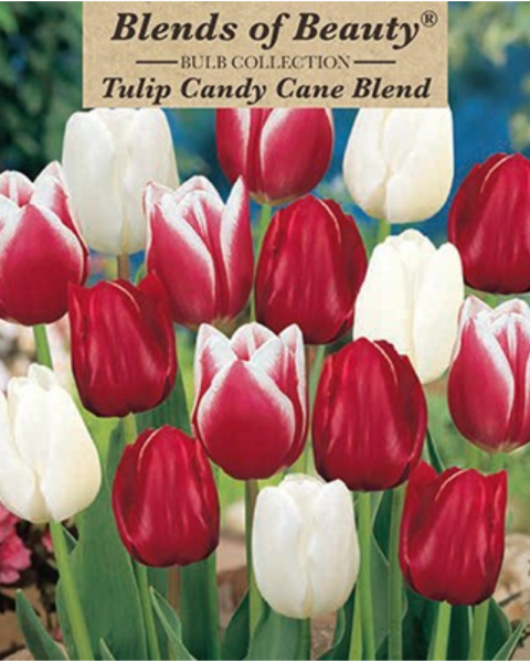 Tulip Candy Cane Blend 12 bulbs/pkg