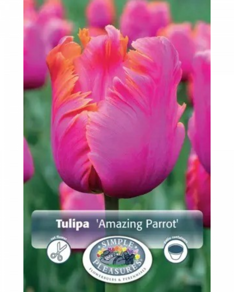 Tulip Parrot Amazing 5 bulbs/pkg