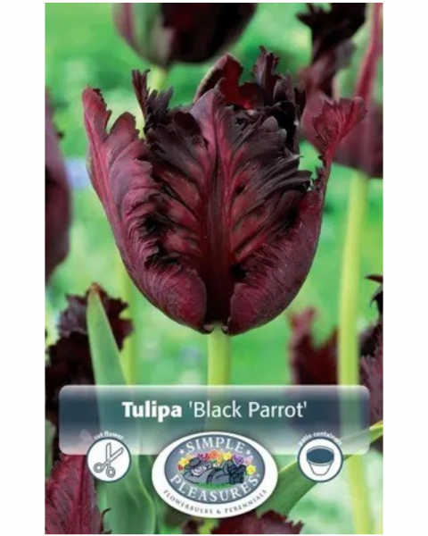 Tulip Parrot Black 5 bulbs/pkg