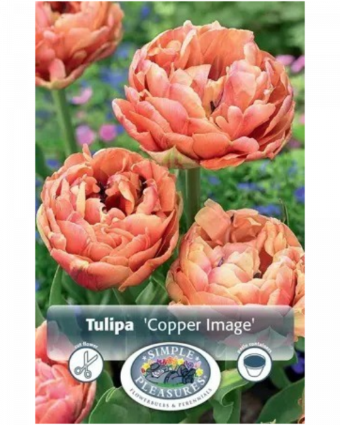 Tulip Copper Image 5 bulbs/pkg
