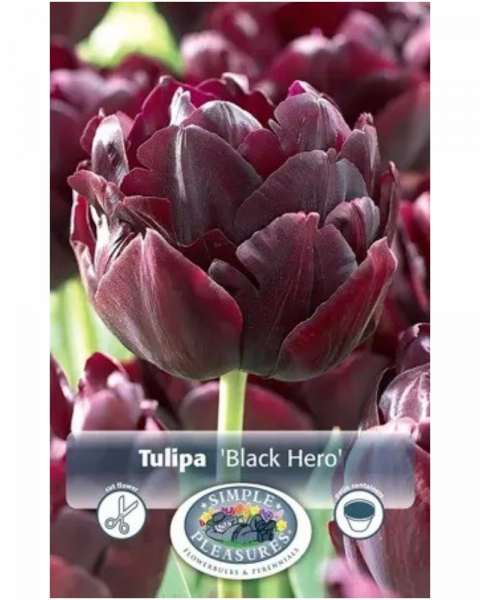 Tulip Double Late Black Hero 5 bulbs/pkg
