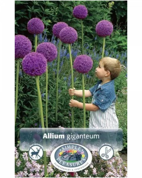 Allium Giganteum 1 bulb/pkg