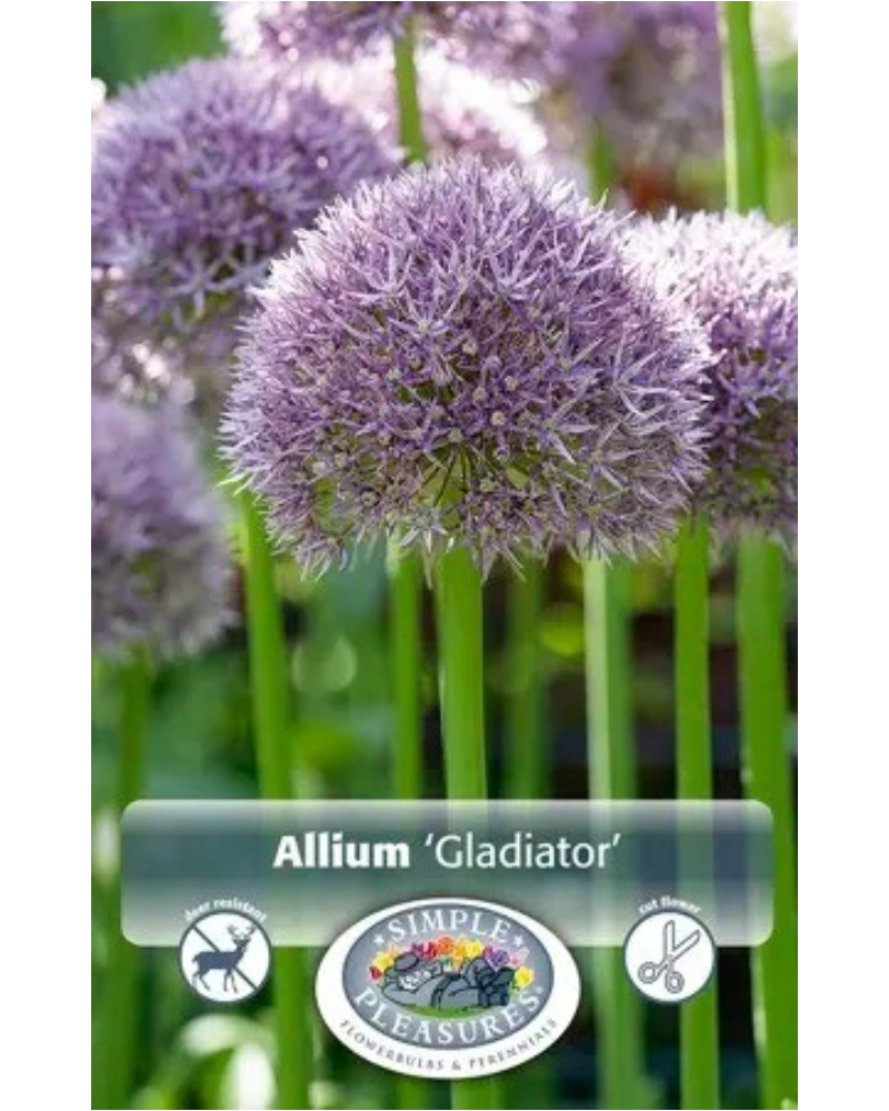 Allium Gladiator 1 bulb/pkg