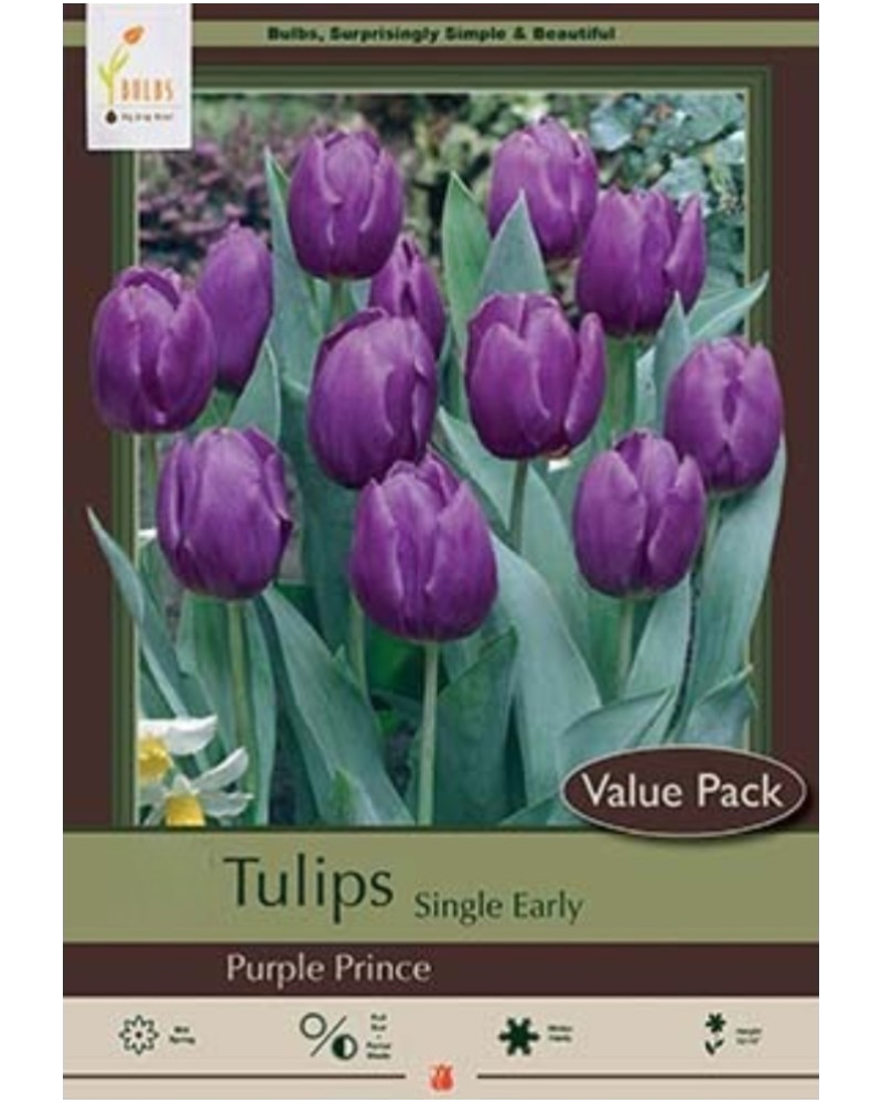 Value Pack Tulip Purple Prince 16 bulbs/pkg