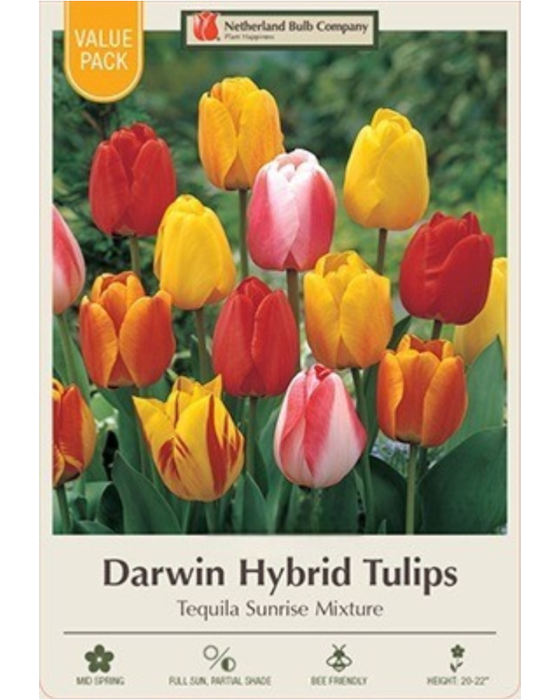 Value Pack Tulip Tequila Sunrise Mix 16 bulbs/pkg