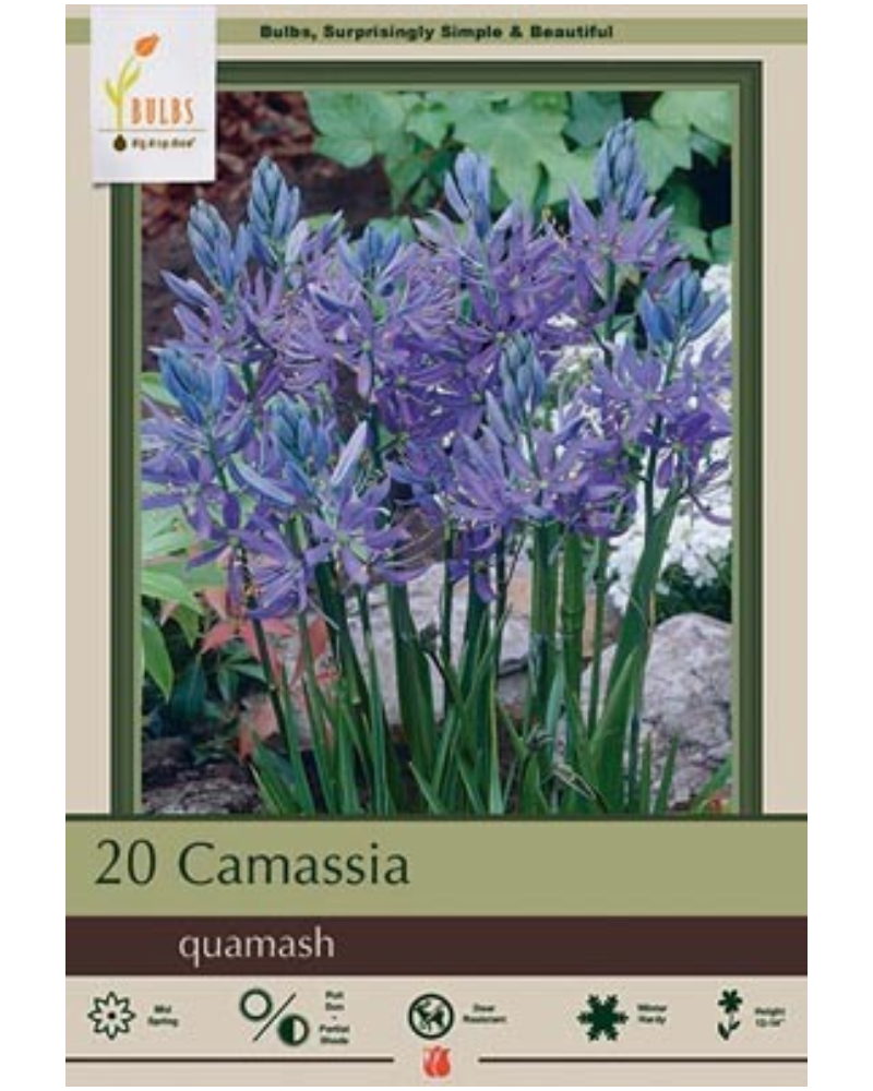 Camas Lily Quamash 20 bulbs/pkg