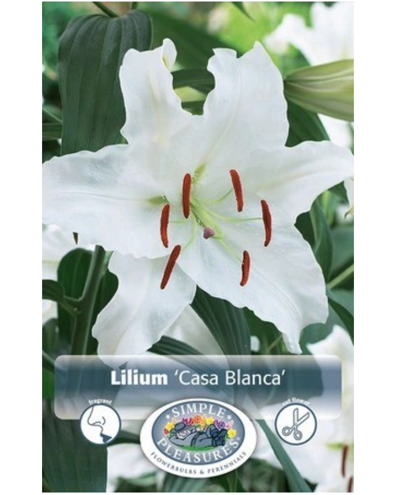 Lily Oriental Casa Blanca 2 bulbs/pkg