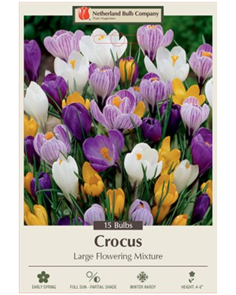 Crocus Large Flowering Mix 15 bulbs/pkg