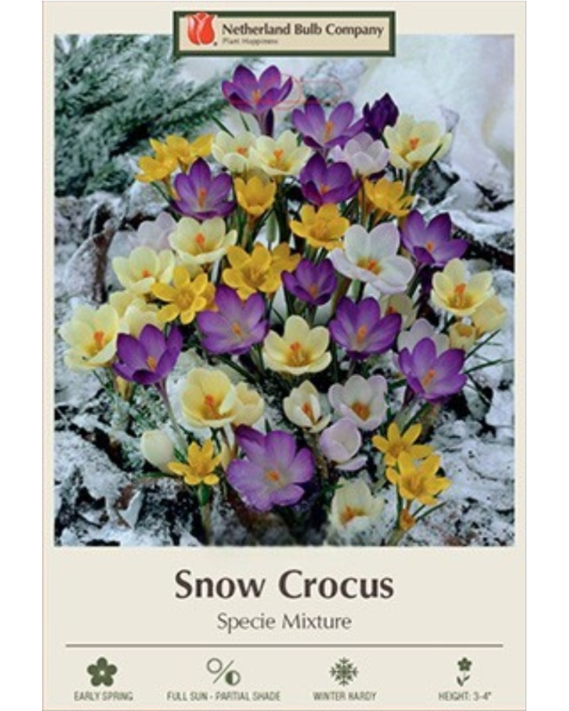 Crocus Snow Mixture 25 bulbs/pkg