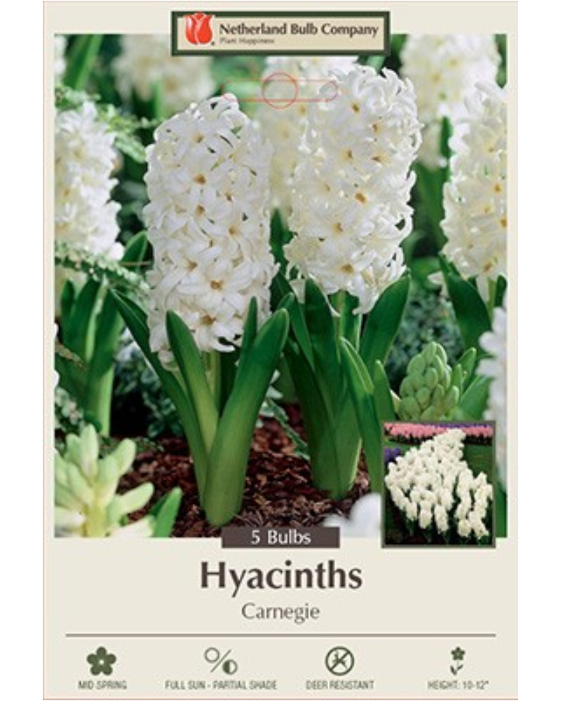Hyacinth Carnegie 5 bulbs/pkg