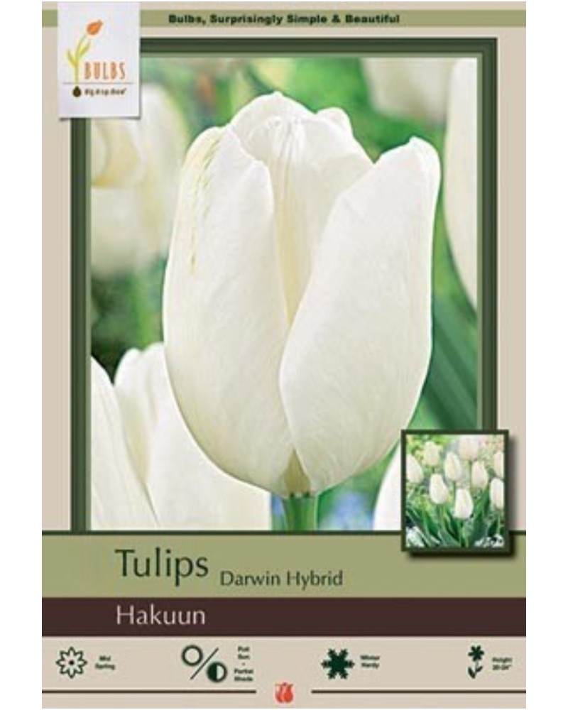 Tulip Hakuun 7 bulbs/pkg