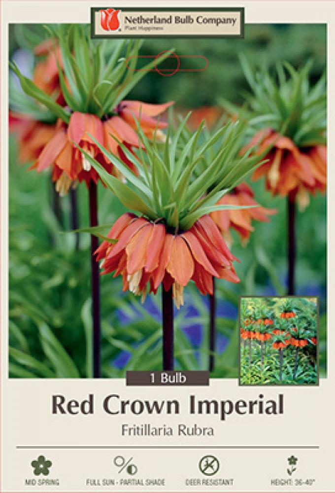 Fritillaria Red Crown 1 bulb/pkg