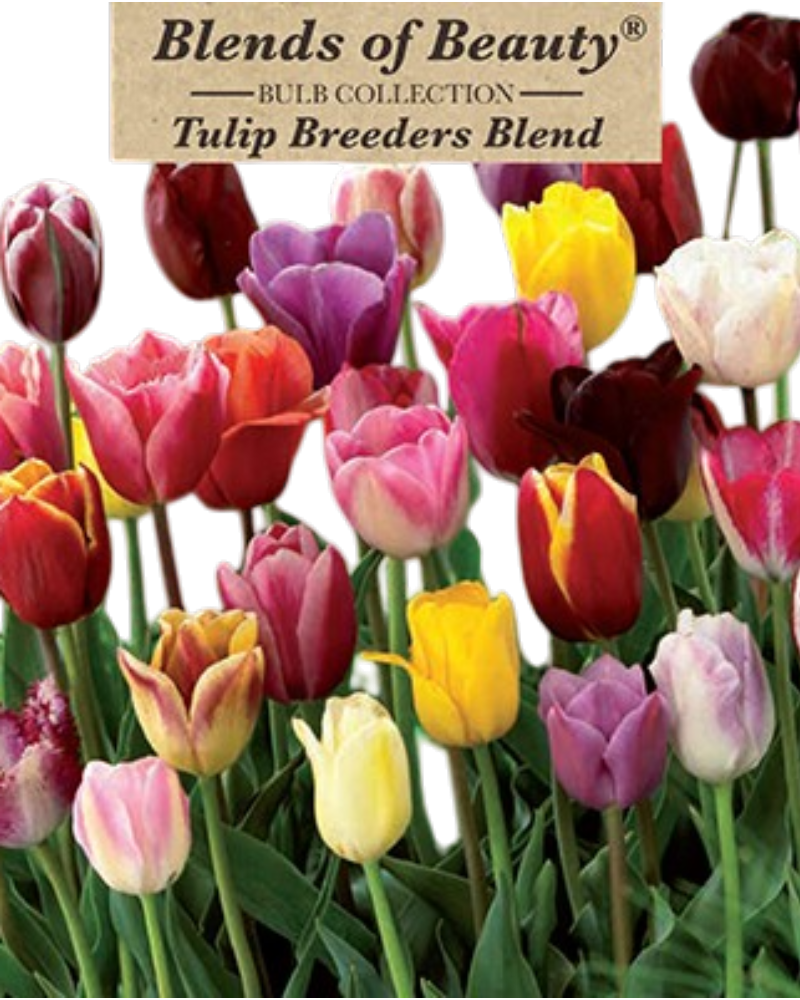 Tulip Breeders Blend 12 bulbs/pkg