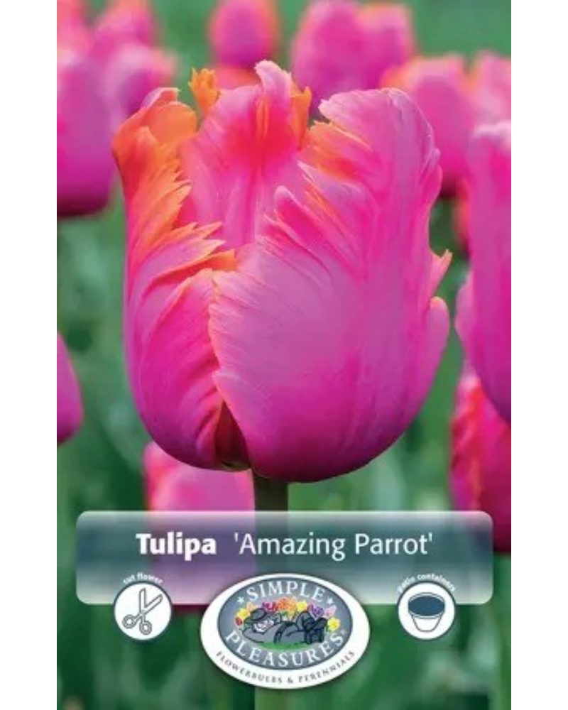 Tulip Parrot Amazing 5 bulbs/pkg