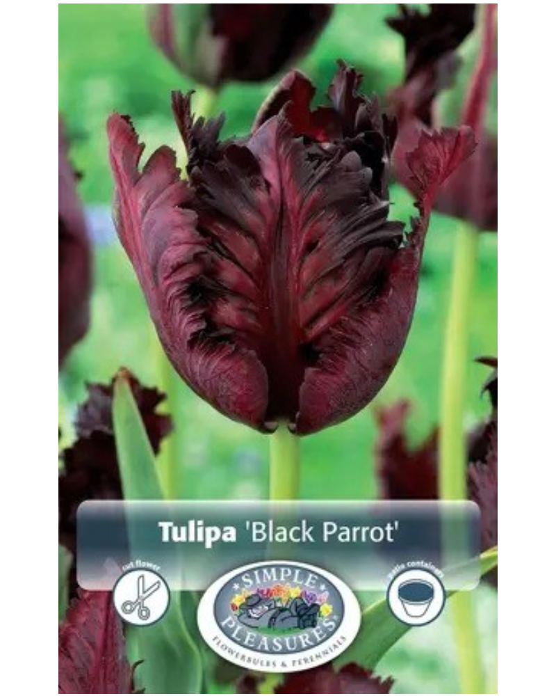 Tulip Parrot Black 5 bulbs/pkg