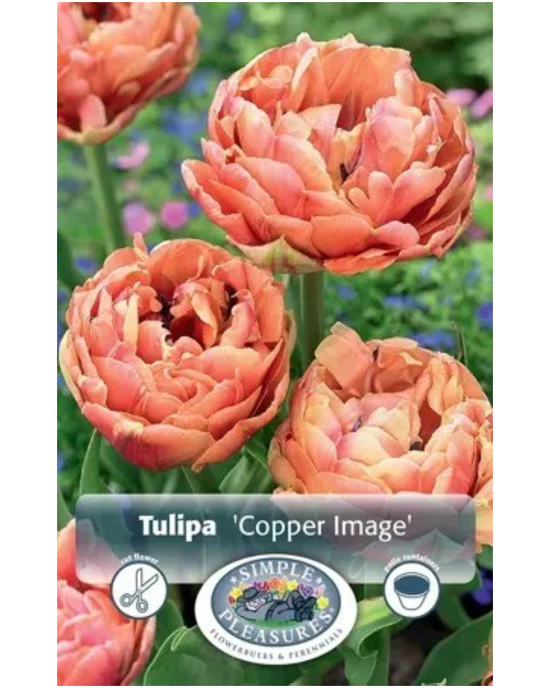 Tulip Copper Image 5 bulbs/pkg