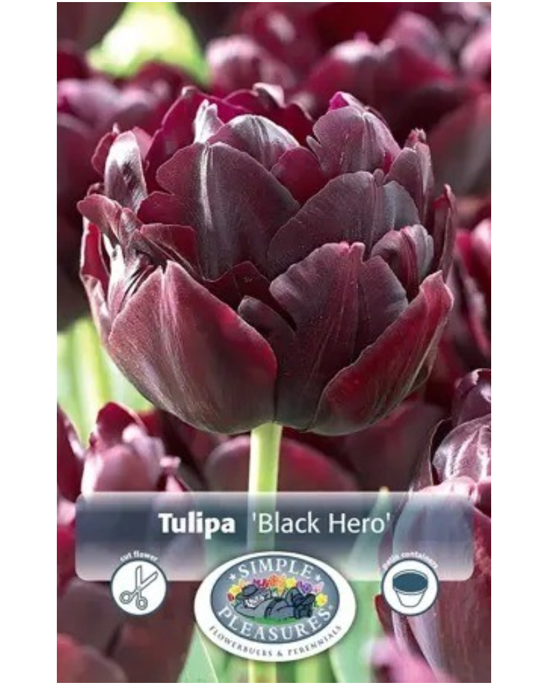 Tulip Double Late Black Hero 5 bulbs/pkg