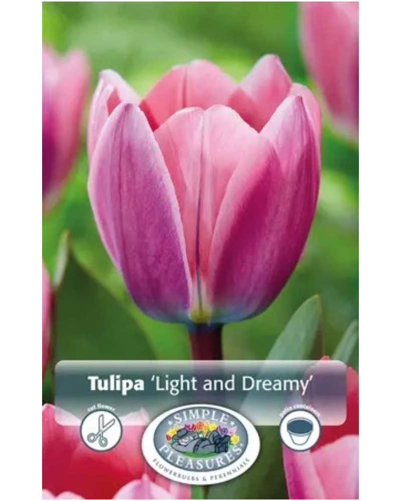 Tulip Light And Dreamy 5 bulbs/pkg
