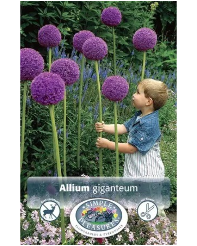 Allium Giganteum 1 bulb/pkg